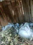 Sungura wa Kuuzwa - 15 Wanapatikana - 3