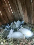 Sungura wa Kuuzwa - 15 Wanapatikana - 4