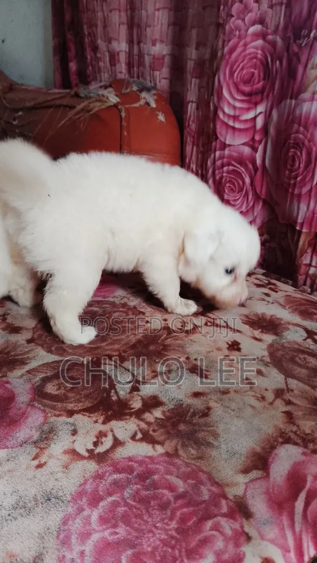 Female Japanese Spitz Puppy (1-3 Months) - 1
