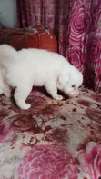 Female Japanese Spitz Puppy (1-3 Months) - 1