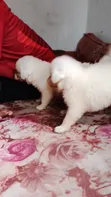 Female Japanese Spitz Puppy (1-3 Months) - 2
