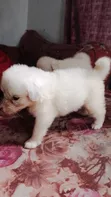 Female Japanese Spitz Puppy (1-3 Months) - 3