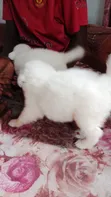 Female Japanese Spitz Puppy (1-3 Months) - 4