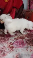 Female Japanese Spitz Puppy (1-3 Months) - 5