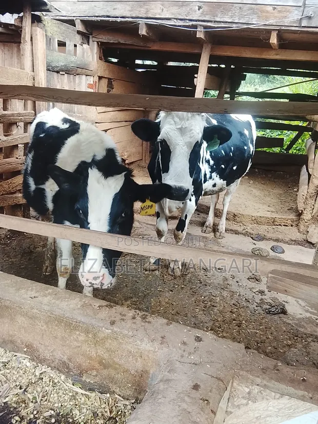 Ng'ombe za Beth Dairy Farm - 1