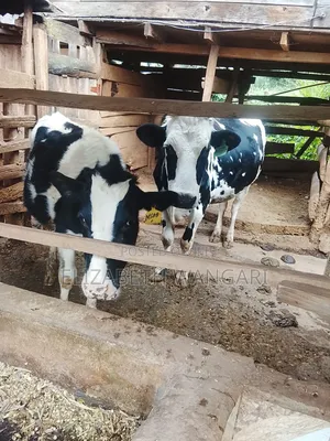 Beth Dairy Farm Cows