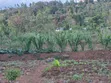 Ardhi na Jumba la Vyumba 7 Linalojengwa kwa Uuzaji Matuu - 4