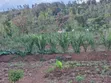 Rady Title Deed - Half Acre with 7-Room Mansion in Matuu - 3
