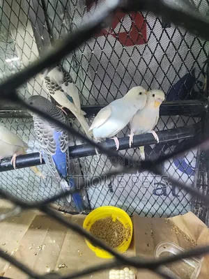 Budgerigar Birds (Parrots)