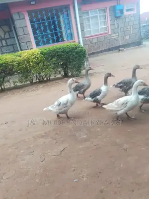 Geese for Sale