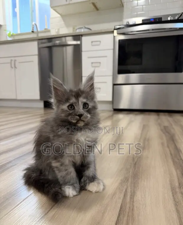 Female Purebred Maine Coon Kitten (1-3 Months) - 1