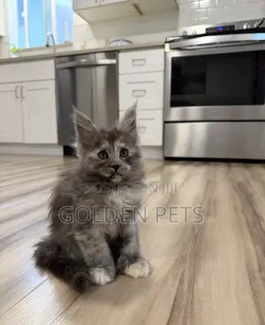 Kitten wa Kike wa Maine Coon Safi (Miezi 1-3)