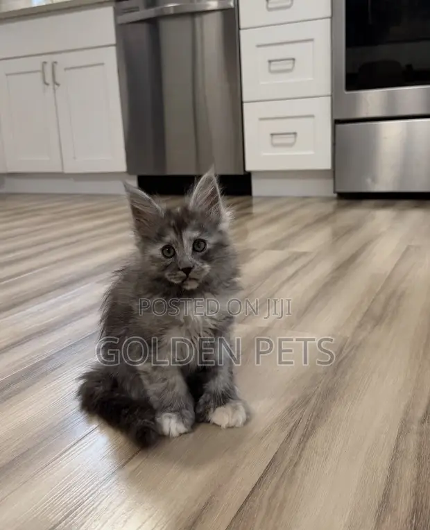 Female Purebred Maine Coon Kitten (1-3 Months) - 1