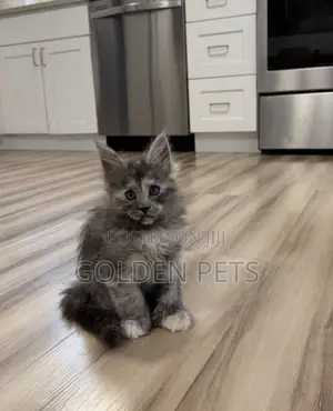 Kitten Mwenye Usafi wa Maine Coon wa Kike (Miezi 1-3)