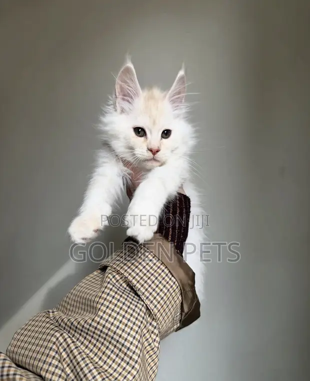 Purebred Maine Coon Kitten - 1-3 Months - 1