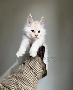 Kitten wa Maine Coon Safi - Miezi 1-3