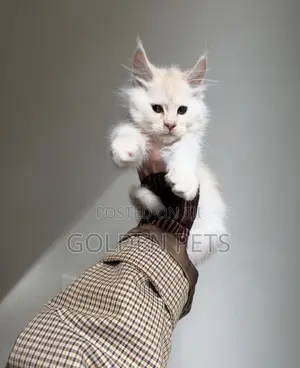 Paka Mchanga wa Maine Coon Safi - Kiume Miezi 1-3