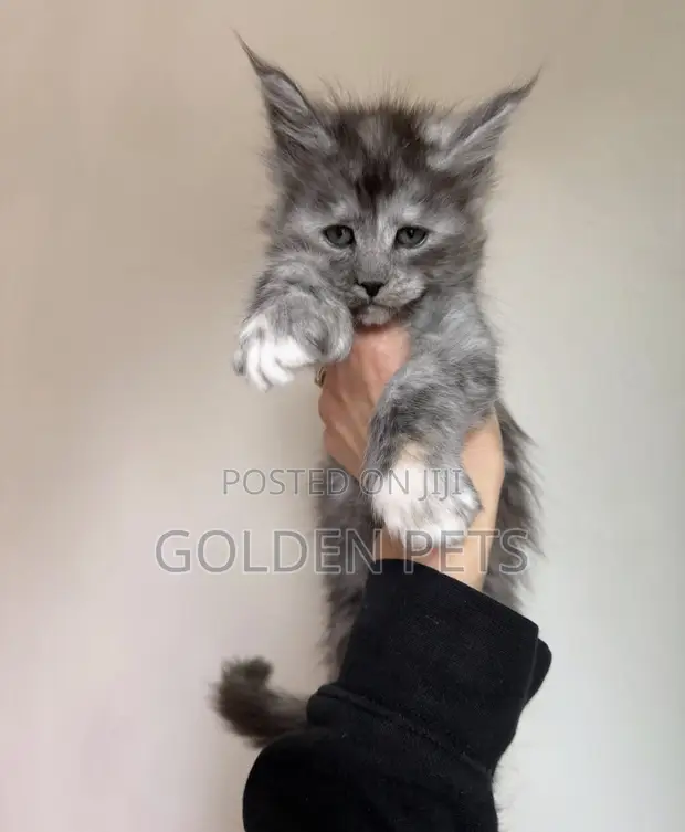Purebred Maine Coon Kitten - 1-3 Months - 1