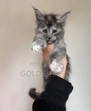 Paka Mwanamaume Mzazi wa Maine Coon - Miezi 1-3