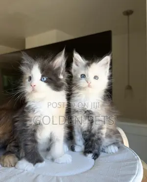 Kitten wa Maine Coon Safi wa Kike (Miezi 1-3)
