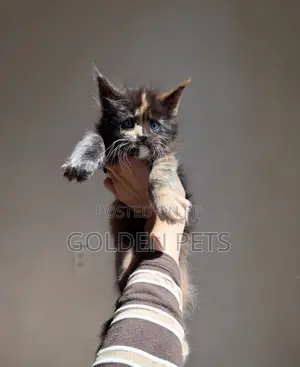 Kitten wa Kike wa Maine Coon Safi (Miezi 1-3)