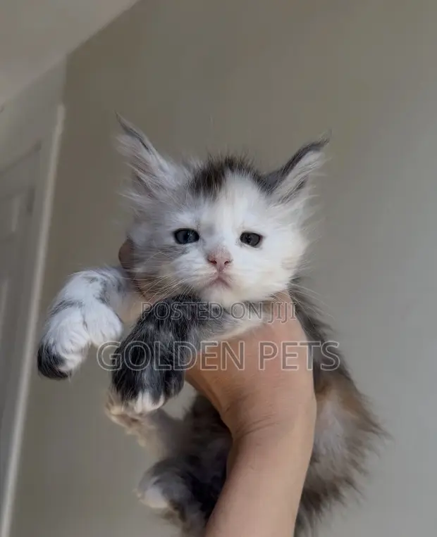 Female Purebred Maine Coon Kitten (1-3 Months) - 1