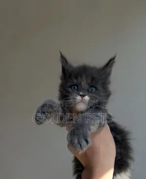 Kitten Mwanamume Mwenye Asili ya Maine Coon - Miezi 1-3