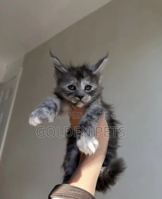 Male Purebred Maine Coon Kitten (1-3 Months) - 1