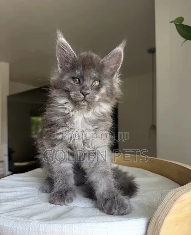 Purebred Maine Coon Kitten - 1-3 Months Male - 1