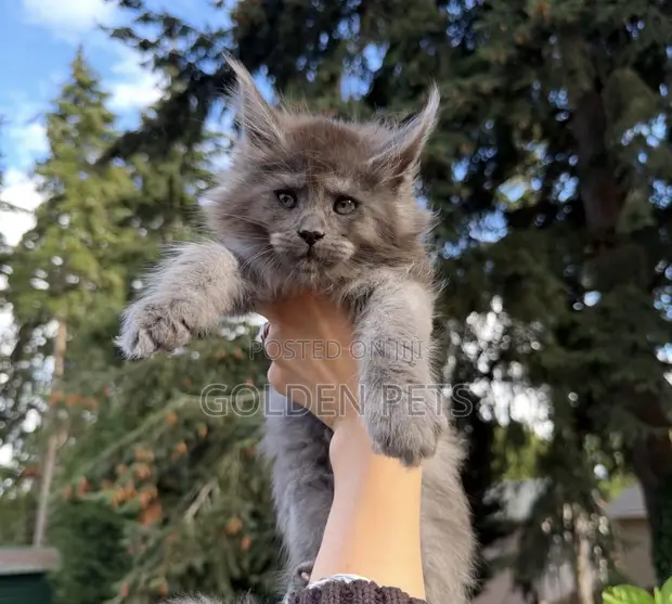 Purebred Male Maine Coon Kitten - 1
