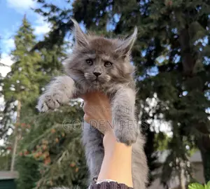 Kitten Mwenye Usafi wa Kiume wa Maine Coon