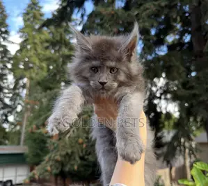 Kitten Mwenye Usafi wa Maine Coon Jike