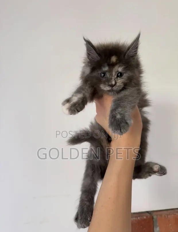 Female Purebred Maine Coon Kitten (1-3 Months) - 1