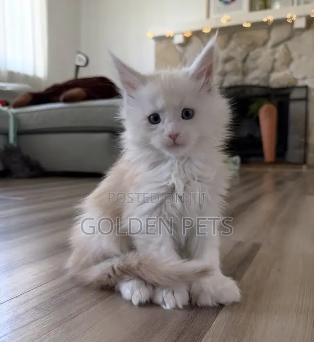 Female Purebred Maine Coon Kitten (1-3 Months) - 1