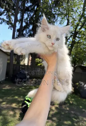 Kitten wa Maine Coon Safi - Kike Miezi 3-6