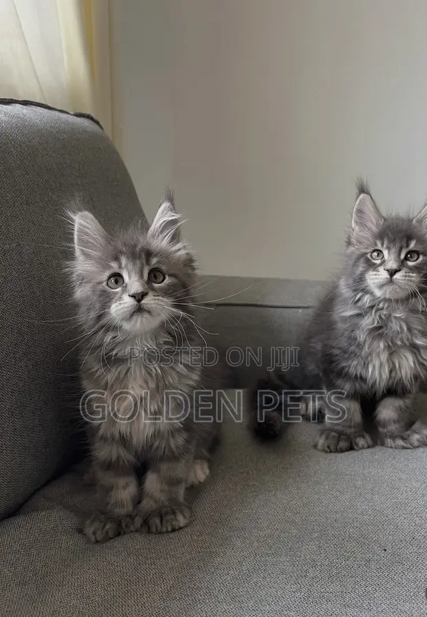1-3 Month Female Purebred Maine Coon Kitten - 1