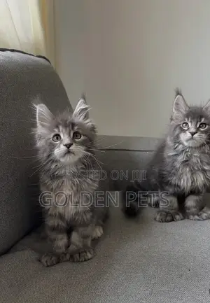 Kitten wa Kike wa Maine Coon Safi wa Miezi 1-3