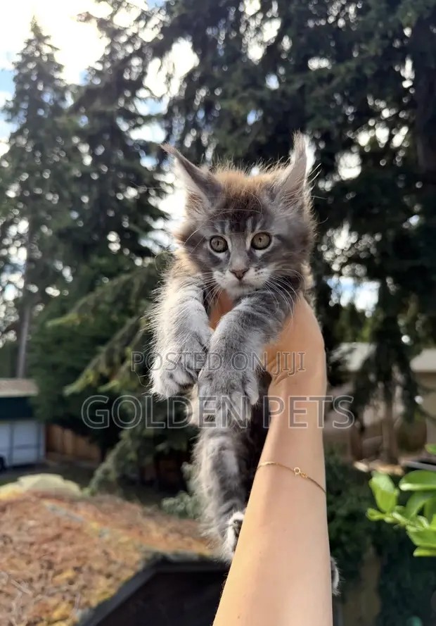 Purebred Maine Coon Kitten - 1-3 Months Old - 1