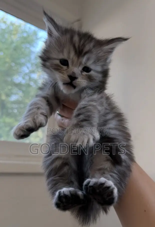 Purebred Maine Coon Kitten - 1-3 Months Male - 1