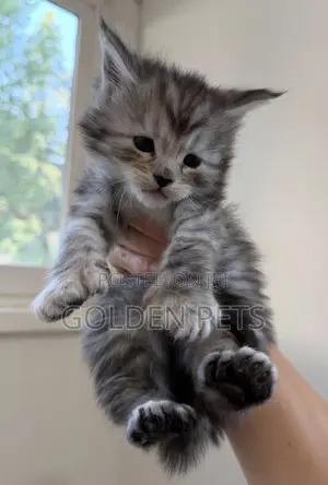 Kitten wa Maine Coon Safi wa Kike (Miezi 1-3)