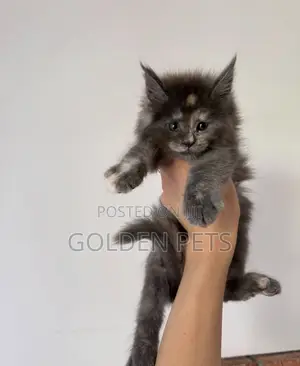 Kitten Mwenye Usafi wa Maine Coon wa Kike (Miezi 1-3)