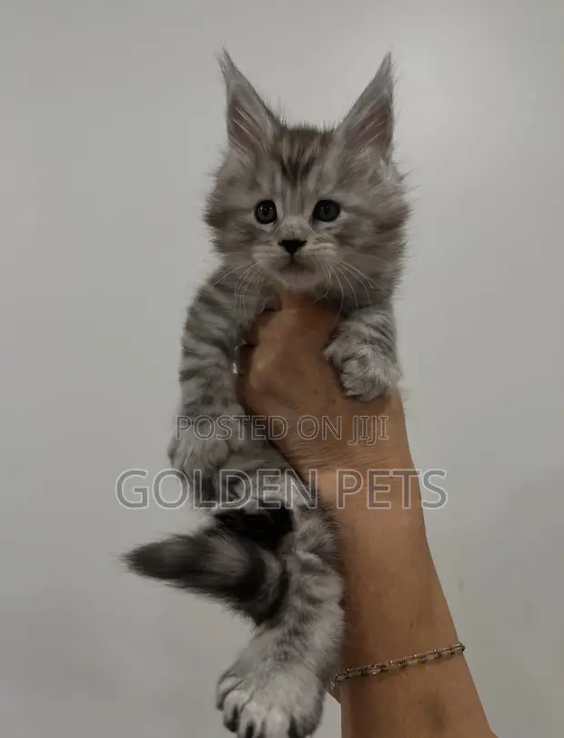 Purebred Maine Coon Male Kitten (1-3 Months) - 1