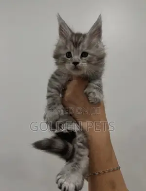 Kitten Mwenye Rangi Safi wa Maine Coon Kiume (Miezi 1-3)