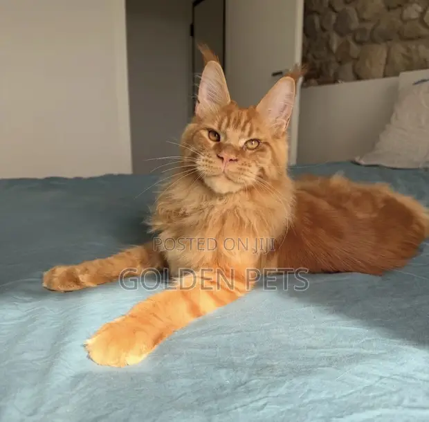 Purebred Maine Coon Kitten - 3-6 Months - 1