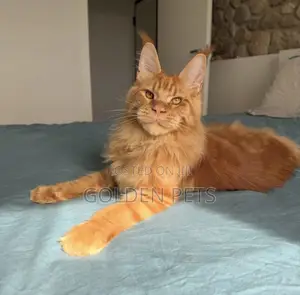 Kitten Mzazi wa Maine Coon - Miezi 3-6