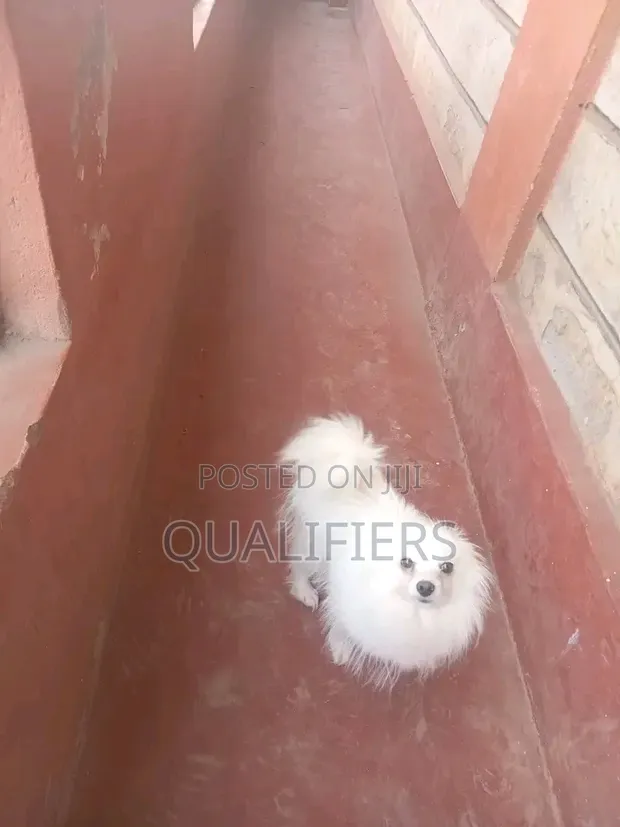 Purebred Japanese Spitz - 1+ Year Male - 1