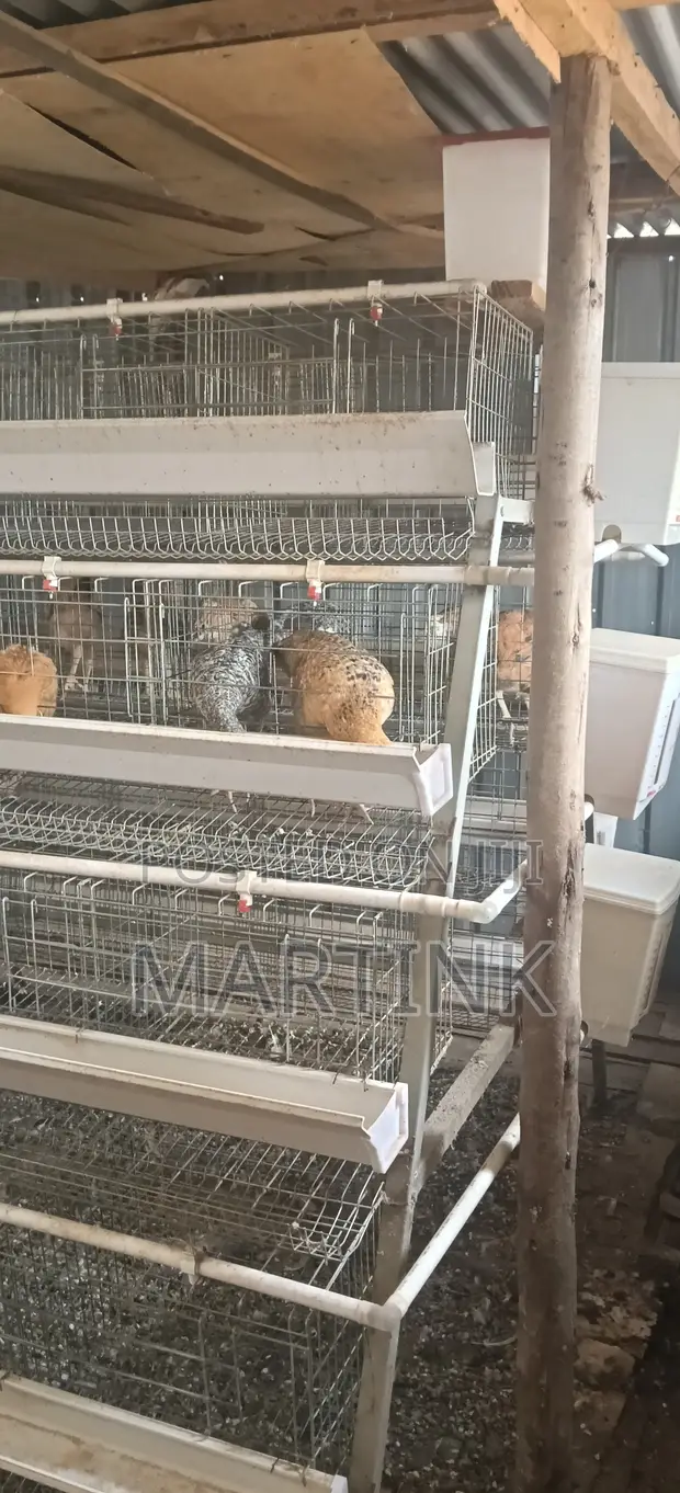 Used Chicken Cages (128 Birds Capacity) - 1