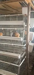 Used Chicken Cages (128 Birds Capacity) - 1