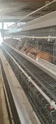 Used Chicken Cages (128 Birds Capacity) - 2
