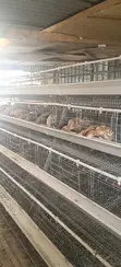 Used Chicken Cages (128 Birds Capacity) - 3